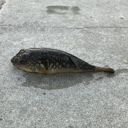 タチウオ釣りとサビキ釣り