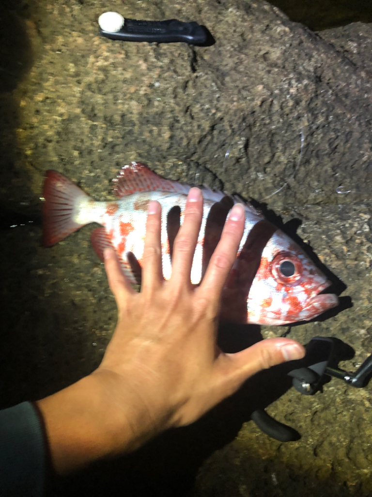 初お披露目でした