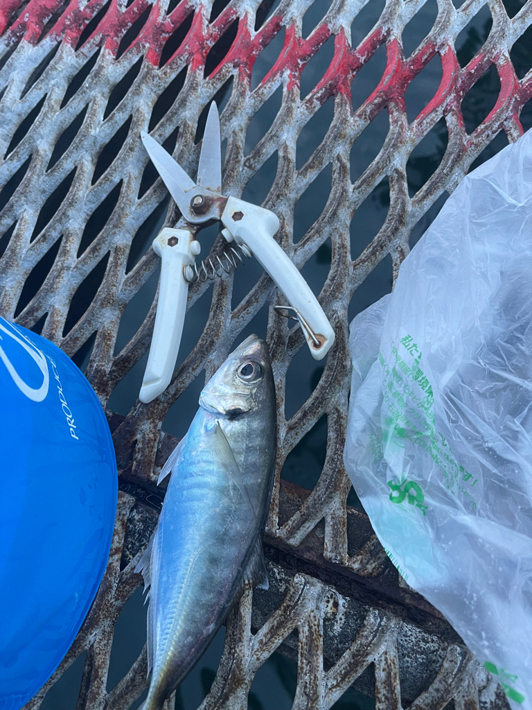 トットパーク小島で釣りたい魚全部ゲット