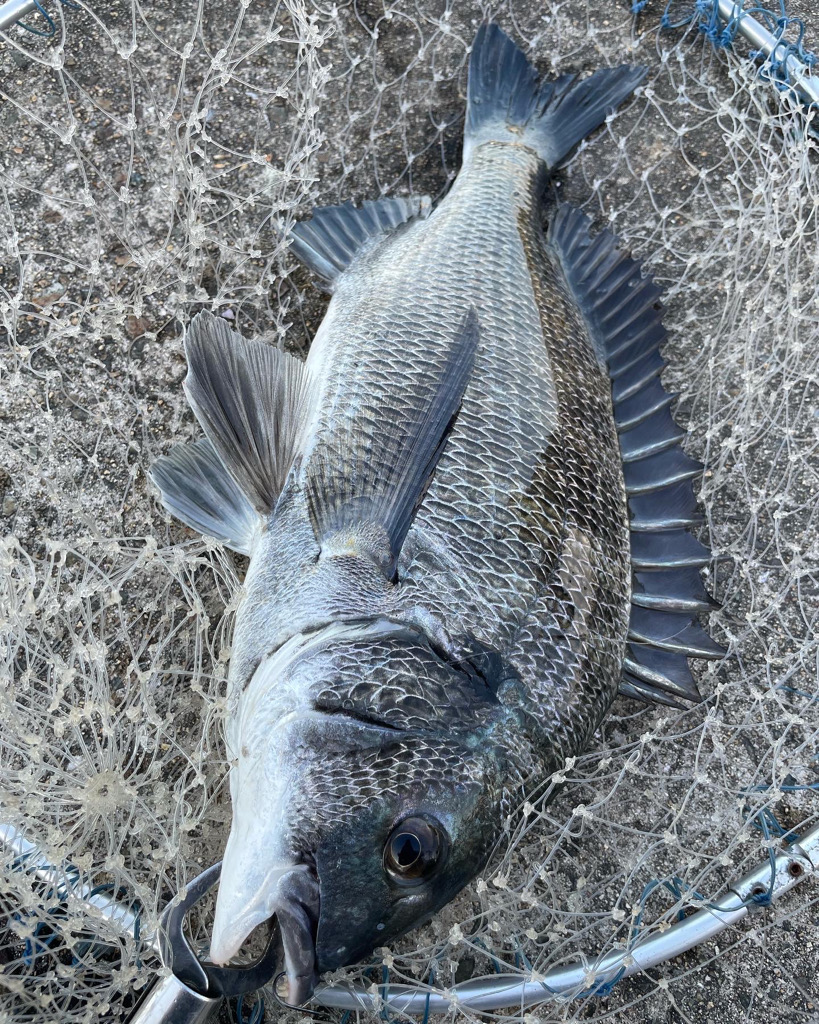 ヘチ釣り