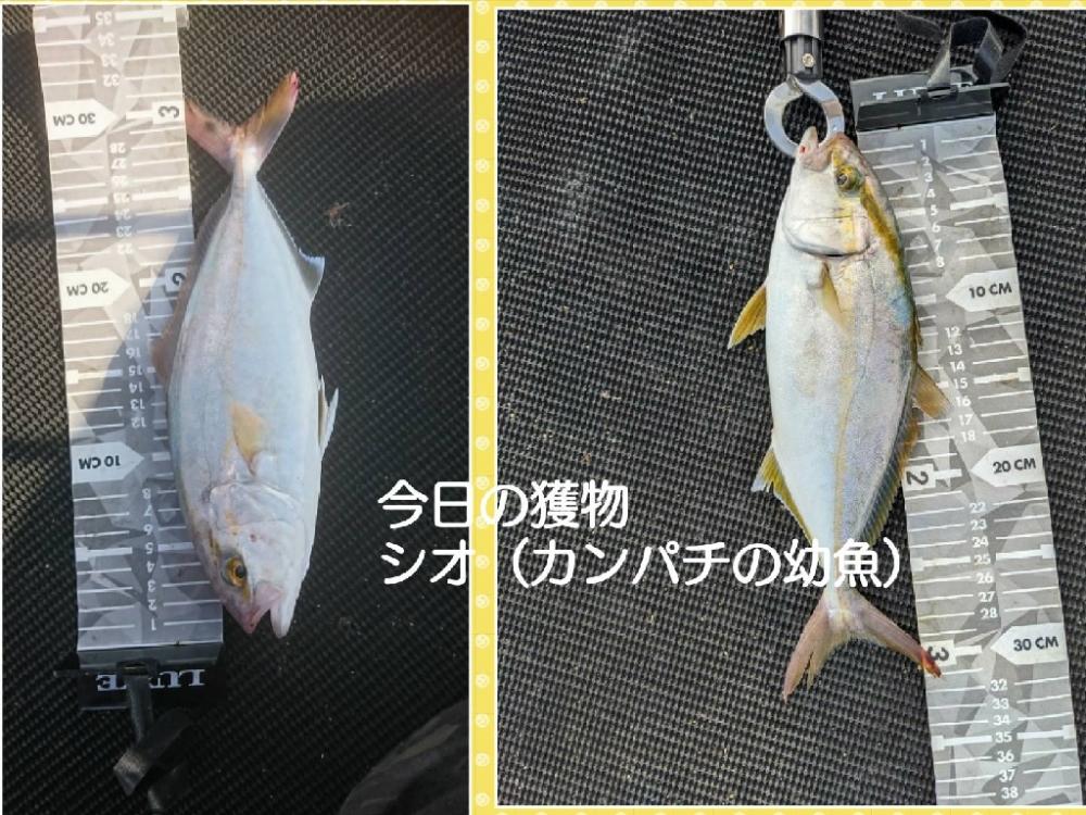 腰痛通院後の釣行で狙いのシオ２本♪