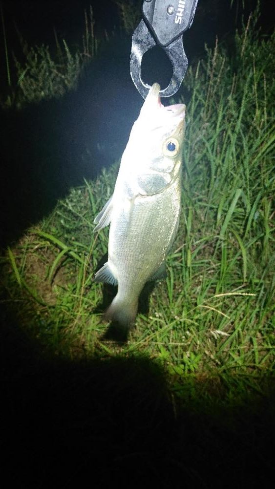 小さいけどたくさん釣れました！