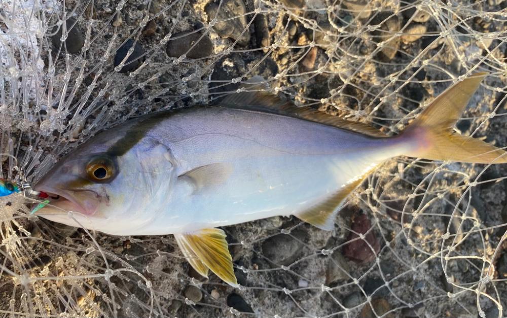 ULSで数釣り〜