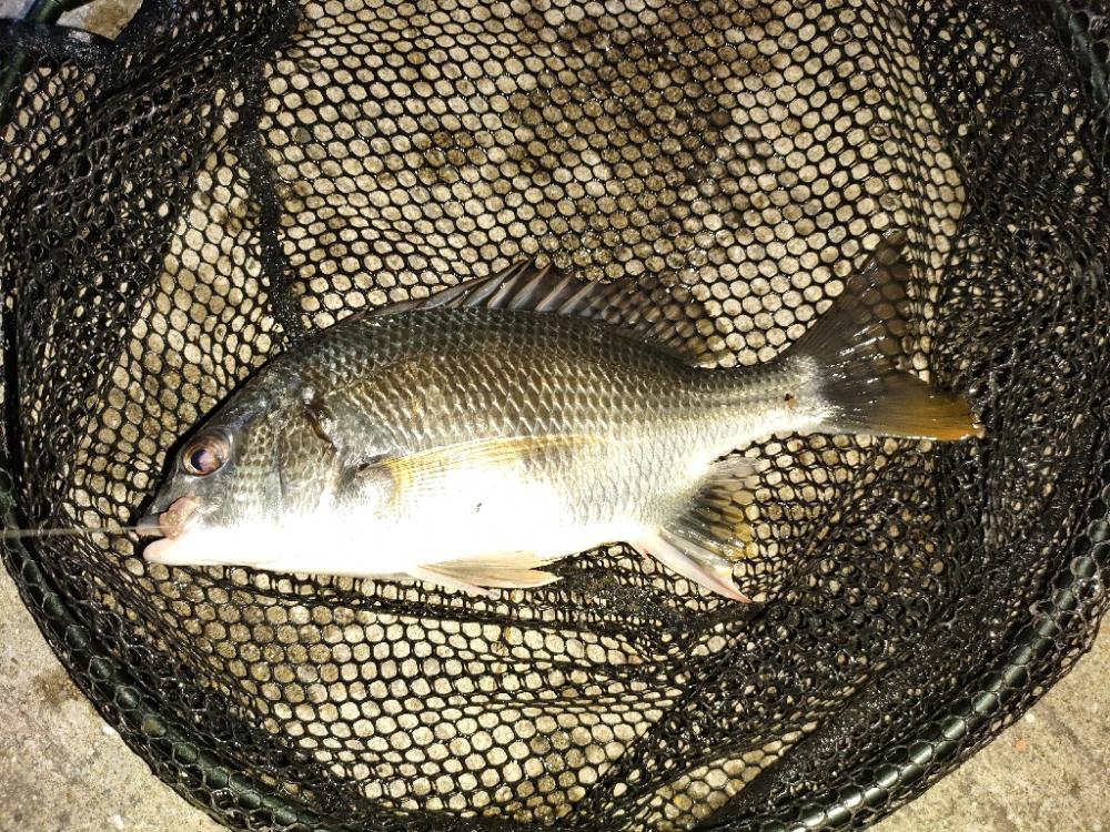 今日も懲りずに夜釣り