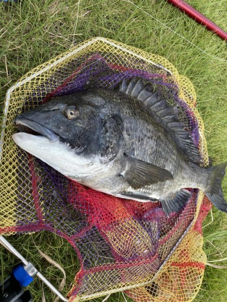 ヘチ釣り