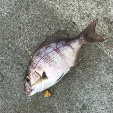 タチウオ釣りとサビキ釣り