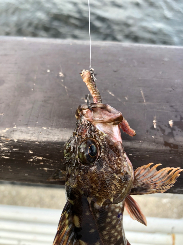 青イソメで根魚