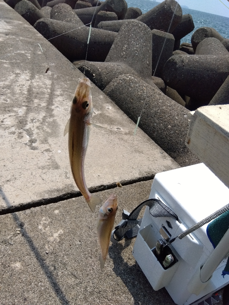 高砂港のキス釣り