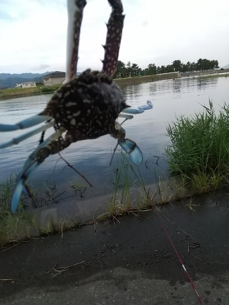 ハゼ釣りの珍客