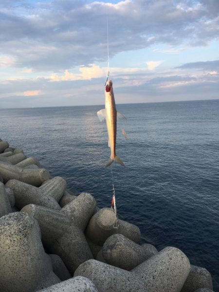 鋭い引きのアノ魚が！！