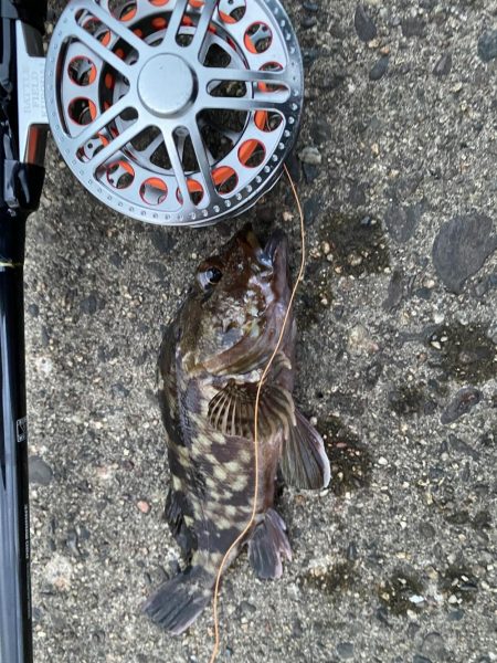 へち釣りで根魚