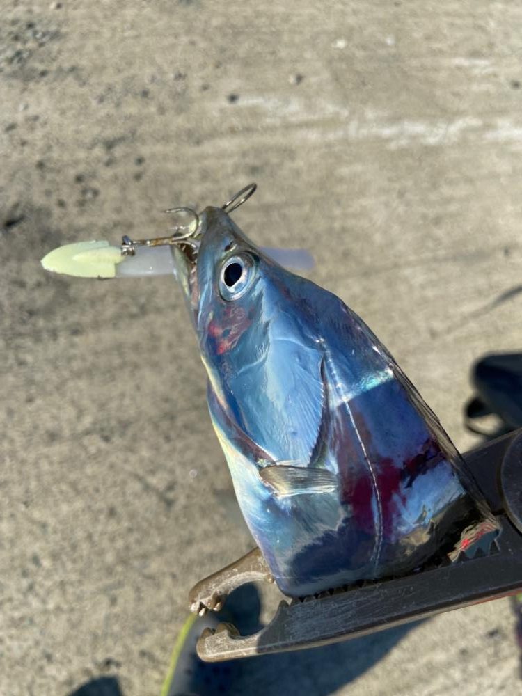 ワインドで獲り切れなかった太刀魚をFLAPで良型キャッチ