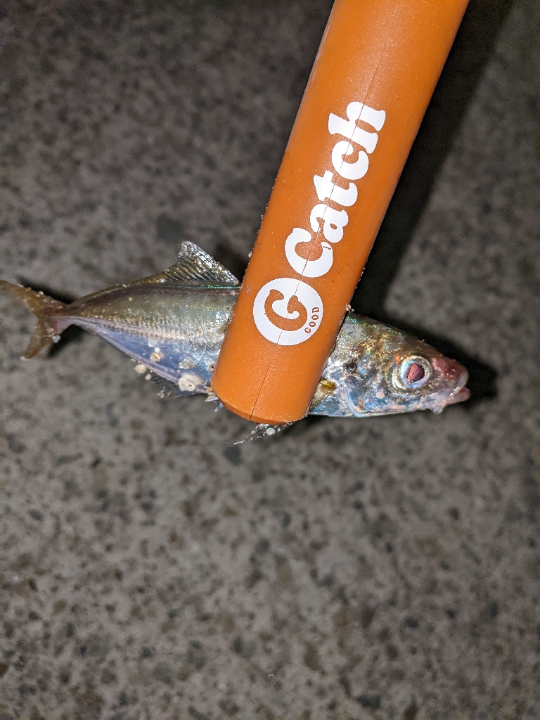 台風の前に豆アジ釣行