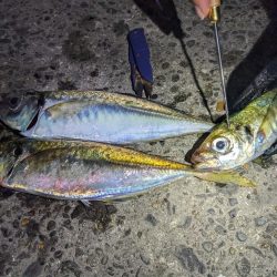 島根県で釣れたネンブツダイの釣り・釣果情報 - アングラーズ