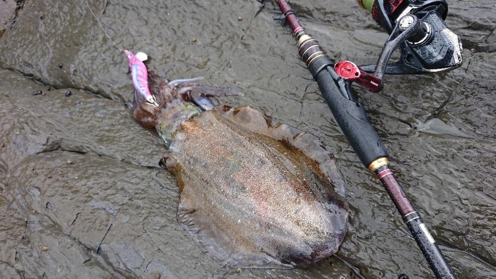 対馬エギング釣果