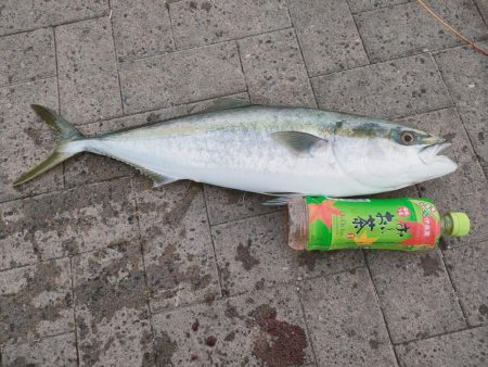 南港魚釣園は爆釣、一方シーサイドコスモは…