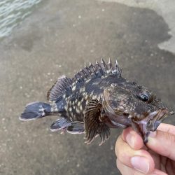 へち釣りで根魚