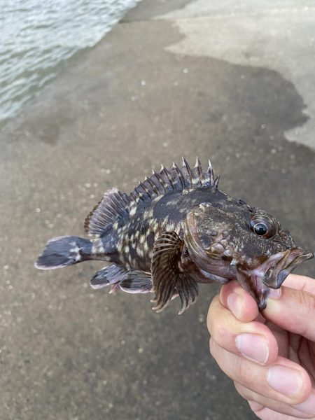 へち釣りで根魚