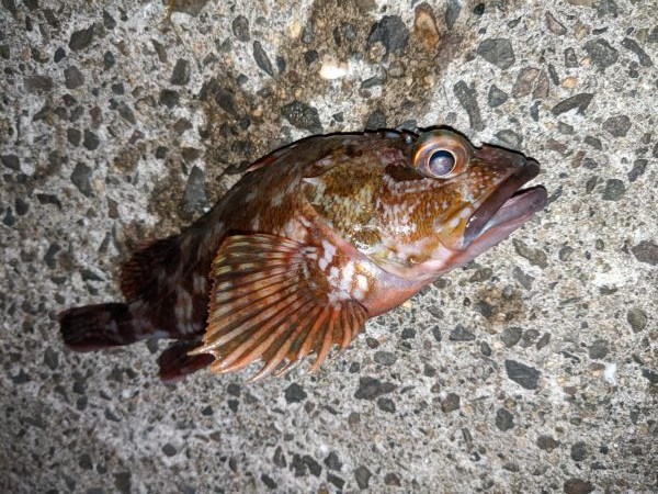 根魚