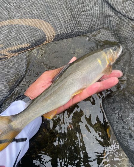 大鮎釣り