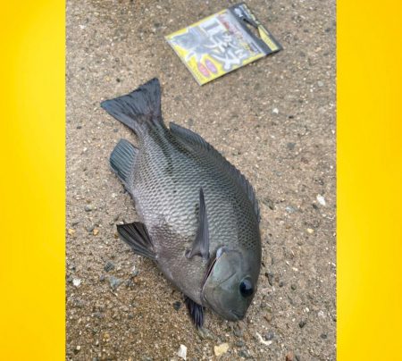 久しぶりの雨からの釣り始め