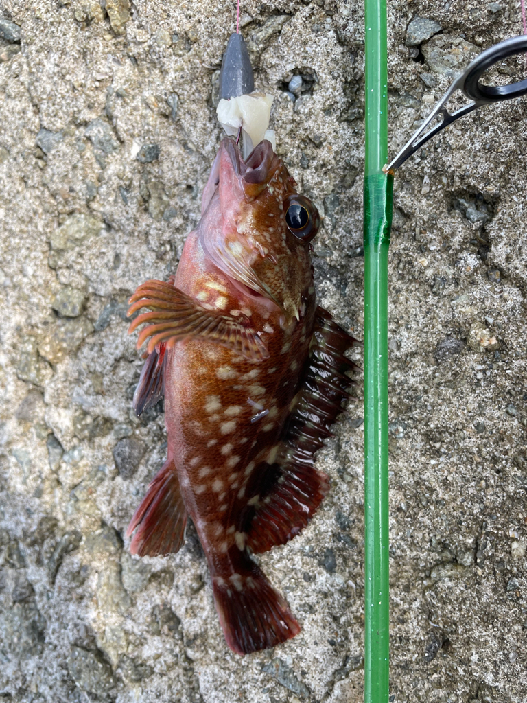 時間潰しに穴釣り