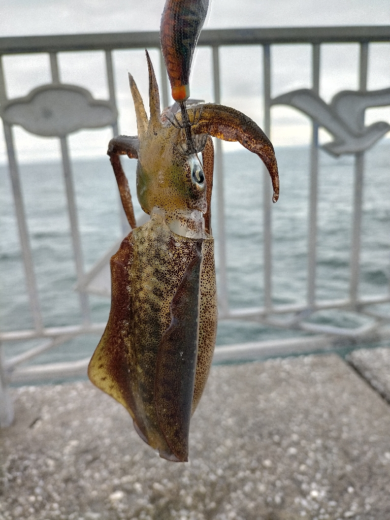 雨でも釣れる