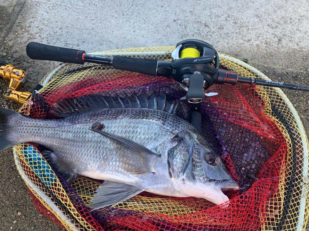 久々のチニングで大満足すぎる釣果！