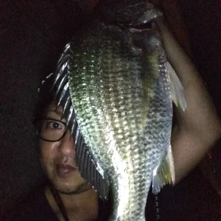 夜釣り行ってきました