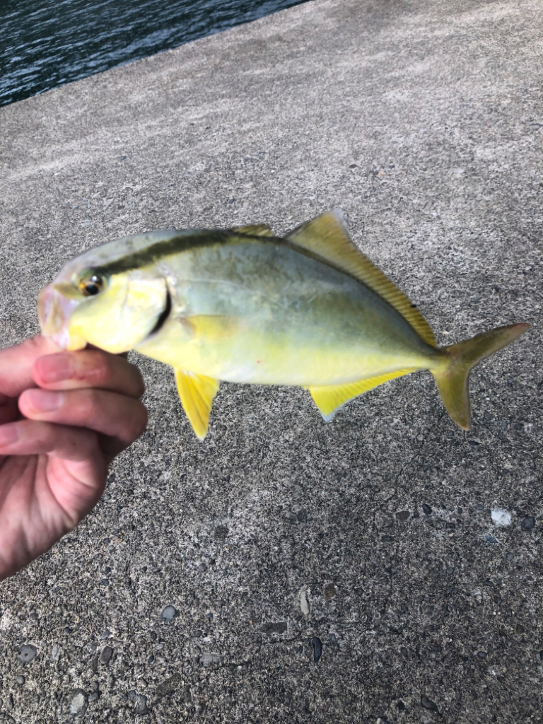 何とか釣れたけどリリースサイズ