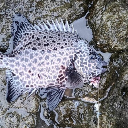 和歌山県串本　須江の磯で石鯛釣り