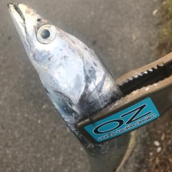 朝の太刀魚釣り好調