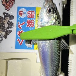 雨降ってますが釣り友とアジング☔️