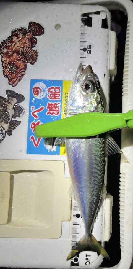 雨降ってますが釣り友とアジング☔️