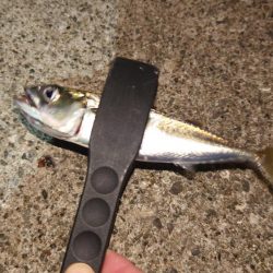 サバとの釣り分け不能