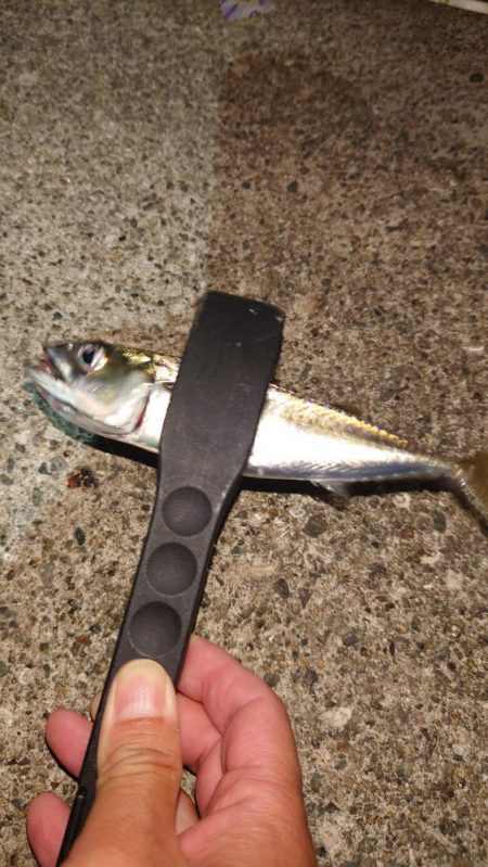 サバとの釣り分け不能