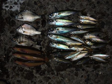 エビ撒き釣り　ハネの気配なくアジ・サバばかり