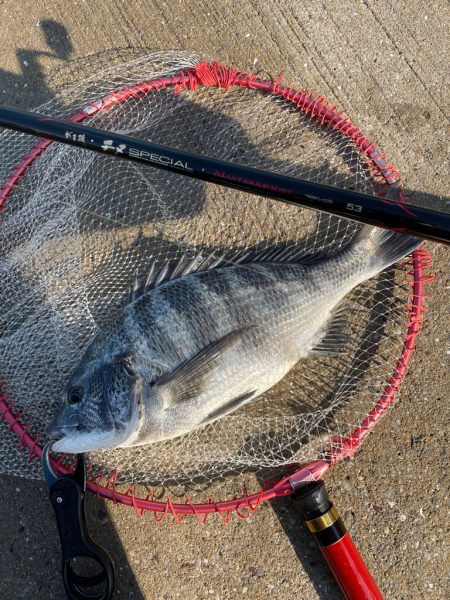 子供達とチヌ釣りへ❗️