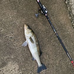 手際よく釣りチャンスが有れば