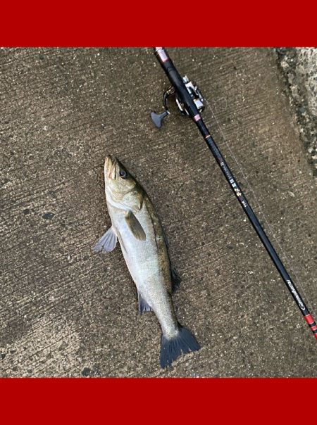 手際よく釣りチャンスが有れば