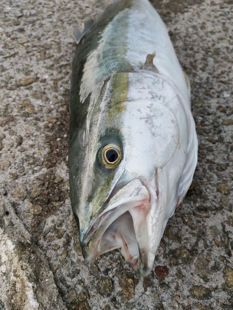 やっと今シーズン初青物