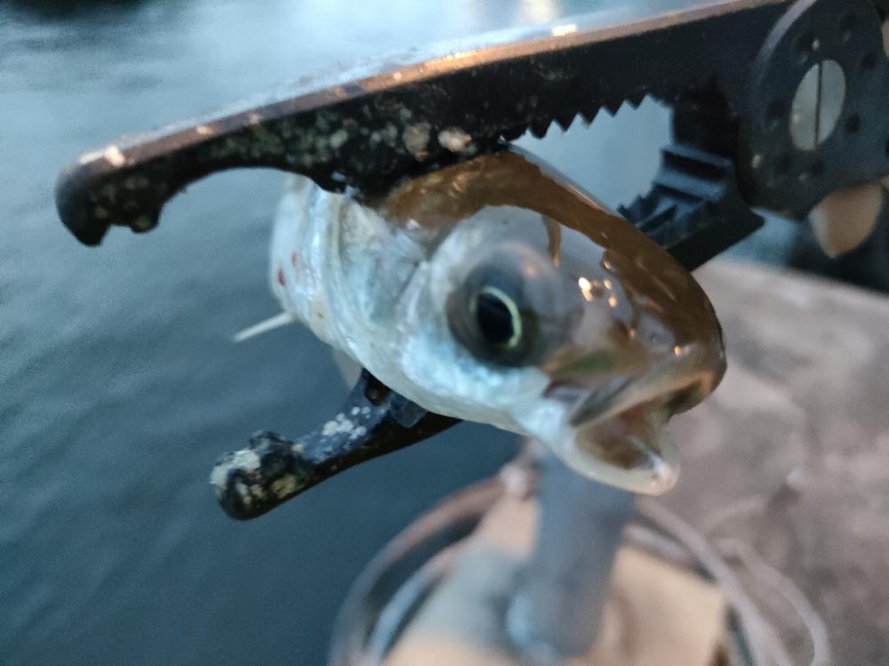 雨上がり朝マズメ釣行