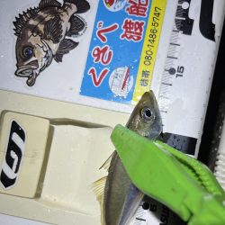 雨降ってますが釣り友とアジング☔️