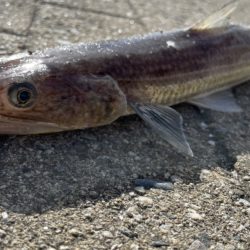 大物が釣れた(地球)