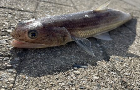 大物が釣れた(地球)