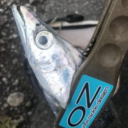 朝の太刀魚釣り好調