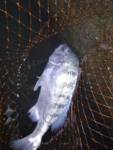 ぶらぶら釣行