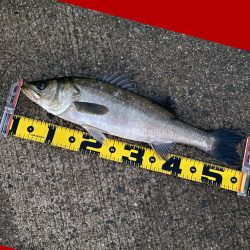 手際よく釣りチャンスが有れば