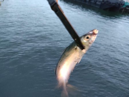 雨上がり朝マズメ釣行