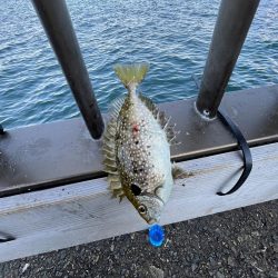 魚より人が多い